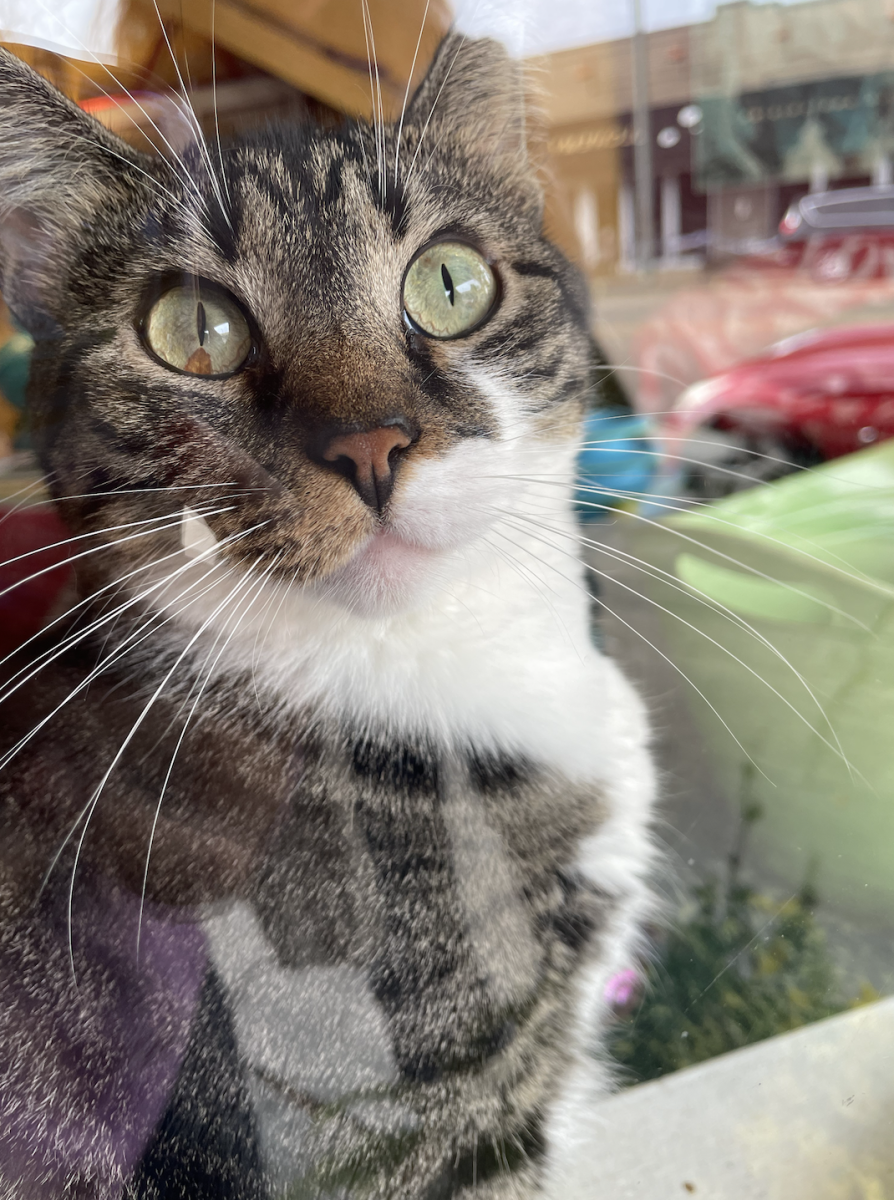 House of Mews, a cat sanctuary in Memphis, keeps cats for adoption, including this one.