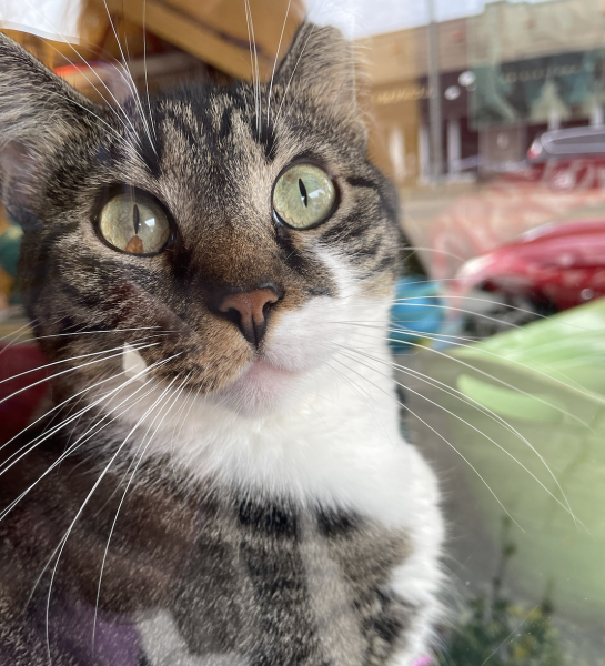 House of Mews, a cat sanctuary in Memphis, keeps cats for adoption, including this one.